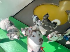 -Husky Go! 哈士奇体验馆·宠物咖啡厅狗咖