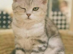 -藏猫猫咖啡主题馆(中央大道店)