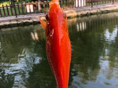 -酷鱼垂钓CLUB(朝阳区博大路店 )