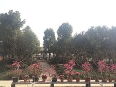 -秀丽东方