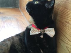 -猫小院猫主题咖啡厅(北锣店)