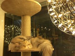 -猫大福·Fortune Cat猫舍(百子湾店)
