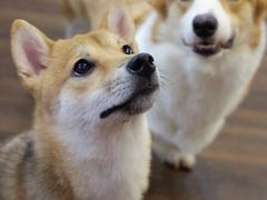 -柯斗斗主题餐厅·狗咖·围炉煮茶·茶饮(国瑞升平里店)