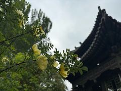 -善化寺