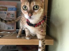 -猫色咖啡·猫咖