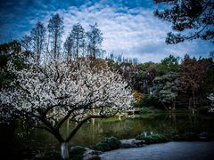 -杭州植物园