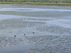 -野鸭湖国家湿地公园