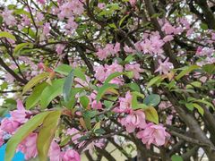 -铁山坪森林公园