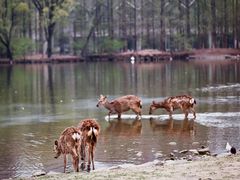 -银树楼(紫玉山庄东区店)