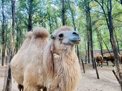 -北京野生动物园