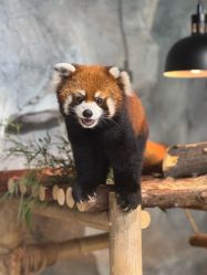 -Zoolung Zoolung动物主题公园(海信广场店)