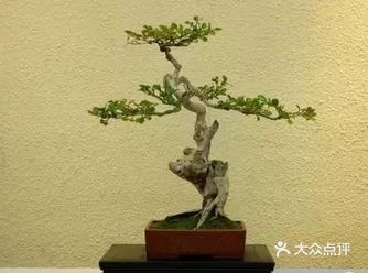 盆景艺术在我国有着悠久的历史，由于我国地域辽阔