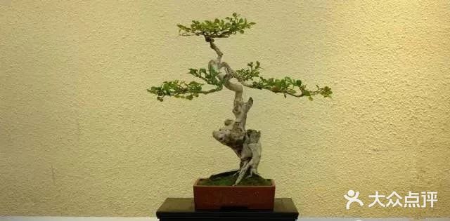 传统通派盆景的特点  