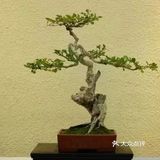 传统通派盆景的特点  