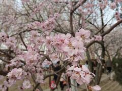 -桃花堤公园