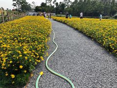-光明小镇欢乐田园