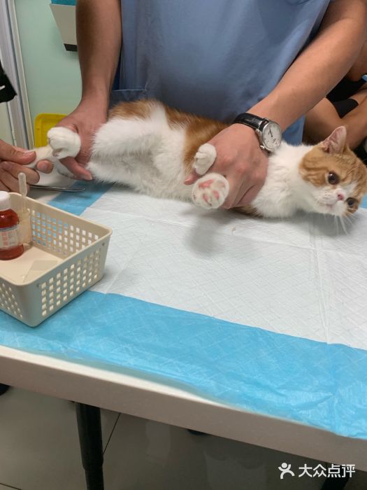 纳吉亚猫专科动物医院博雅分院图片