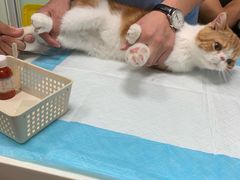 -纳吉亚猫专科动物医院博雅分院