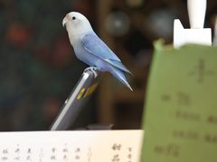-点绛唇(鼓楼店)