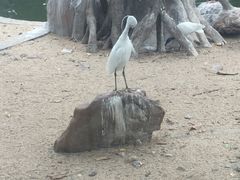 -泉州海丝野生动物世界