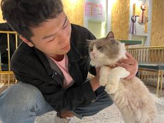 -喵喵咪呀布偶猫咖(春熙路店)