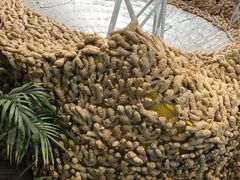 -兰陵国家农业公园