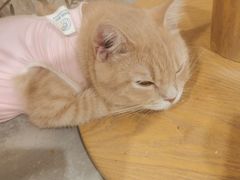 -楼上猫咖(罗湖店)