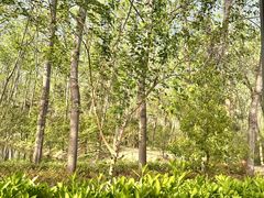 -合肥滨湖国家森林公园