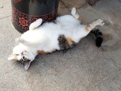 -天一朴素(武汉大学店)