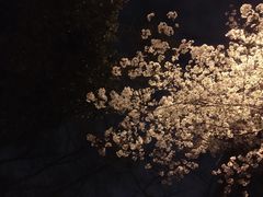 -武汉大学-樱园