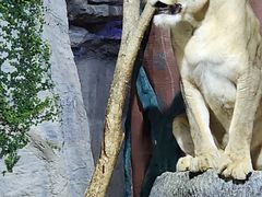 -清迈夜间动物园