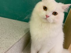 -飞行喵MR PILOT|猫舍·猫咖(静安大融城店)