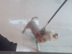 -帕帕拉兹宠物(亚洲旗舰店)