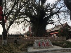 -大槐树寻根祭祖园