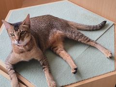 -CAT’S MEWSTAR CAFE·喵星球猫屋(晴湾咖啡店)