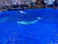 -海合安青岛极地海洋公园