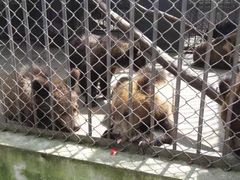 -哈尔滨北方森林动物园