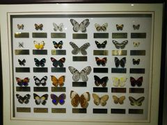 -上海昆虫博物馆