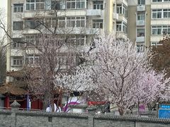 -桃花堤公园