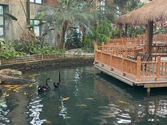 -南宫五洲植物乐园