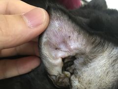 -艾贝尔宠物诊疗