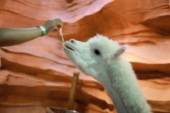 -酷嗒动物文化乐园(cutezoo西溪乐天城店)