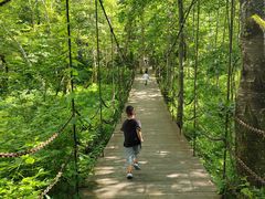 -五营红松林海景区