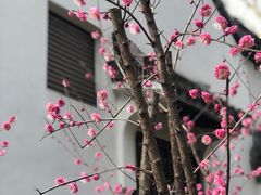 -上海醉白池公园
