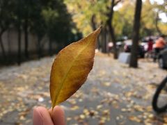 -三里屯东五街银杏大道