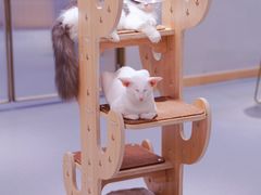 -飞行喵MR PILOT|猫舍·猫咖(静安大融城店)