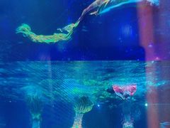 -海合安成都极地海洋公园