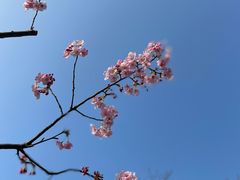 -顾村公园