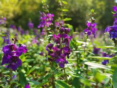 -大渡口区义渡公园