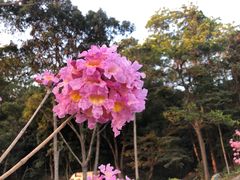 -梧桐山风景名胜区